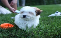 Shihpoo dogs for sale: Sophie - Image 6