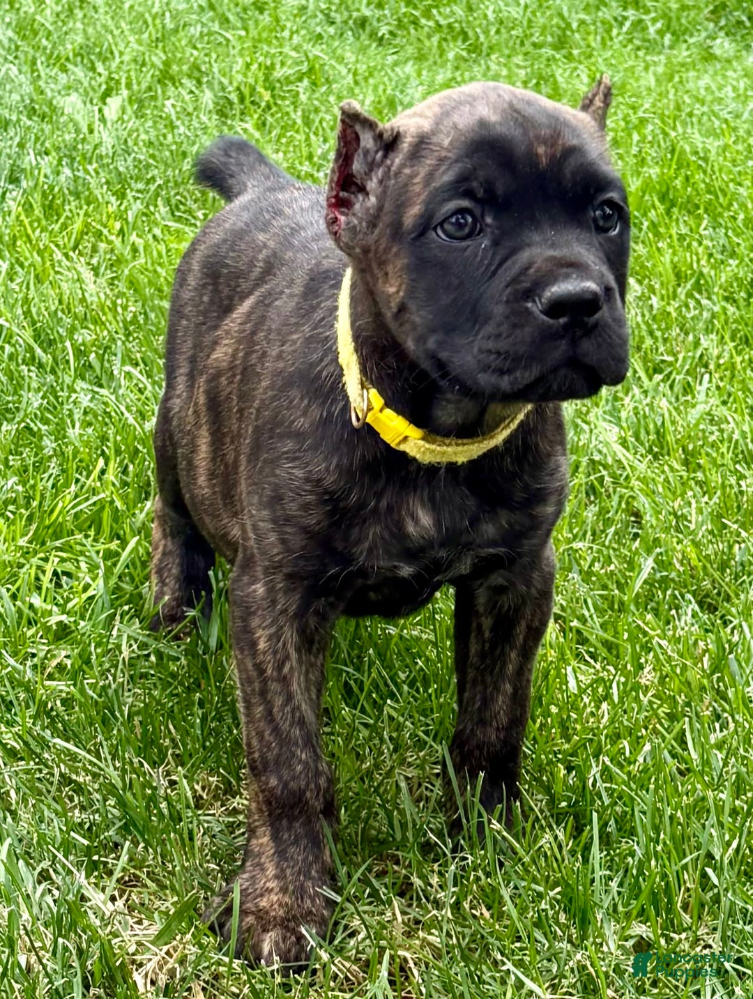Cane Corso dogs for sale: Bridget - Image 5