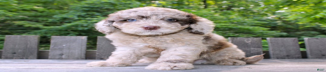 Karl