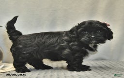 Shihpoo dogs for sale: Rain - Image 5