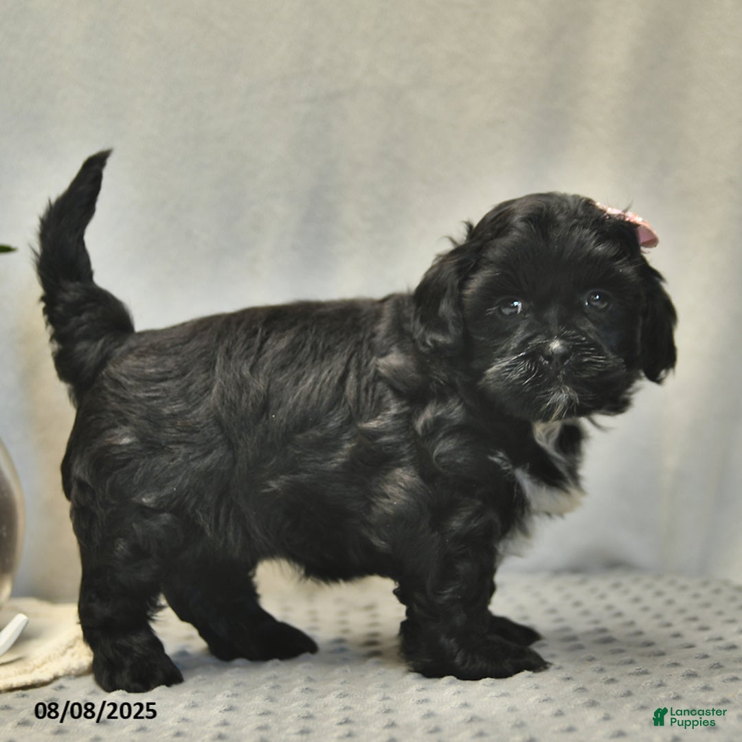 Shihpoo dogs for sale: Rain - Image 5