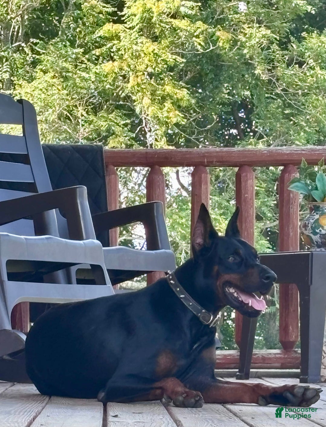 Doberman Pinscher dogs for sale: Annabelle Dad Is Health Tested - Image 13