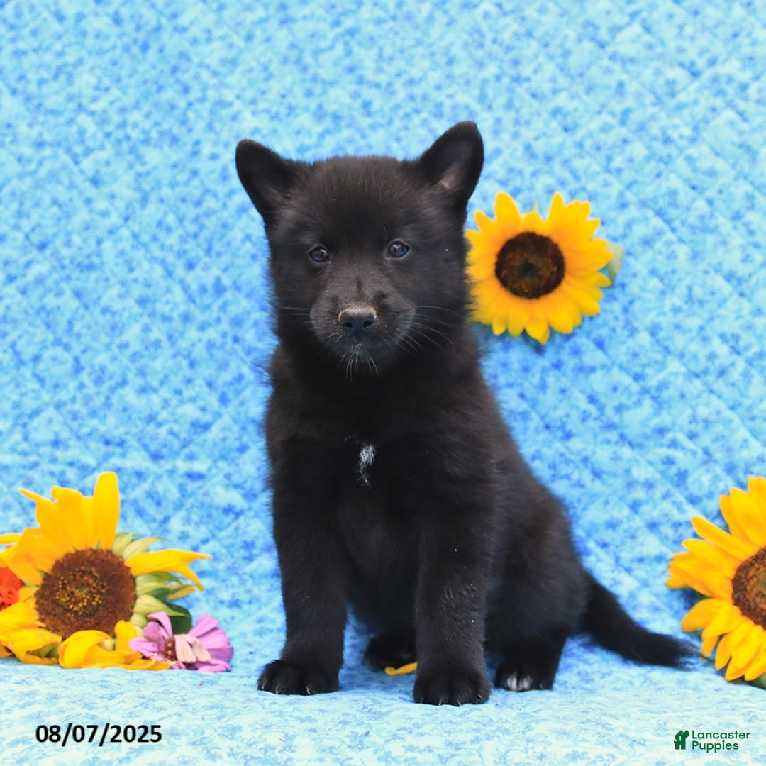 Pomsky dogs for sale: Morgan - Image 2