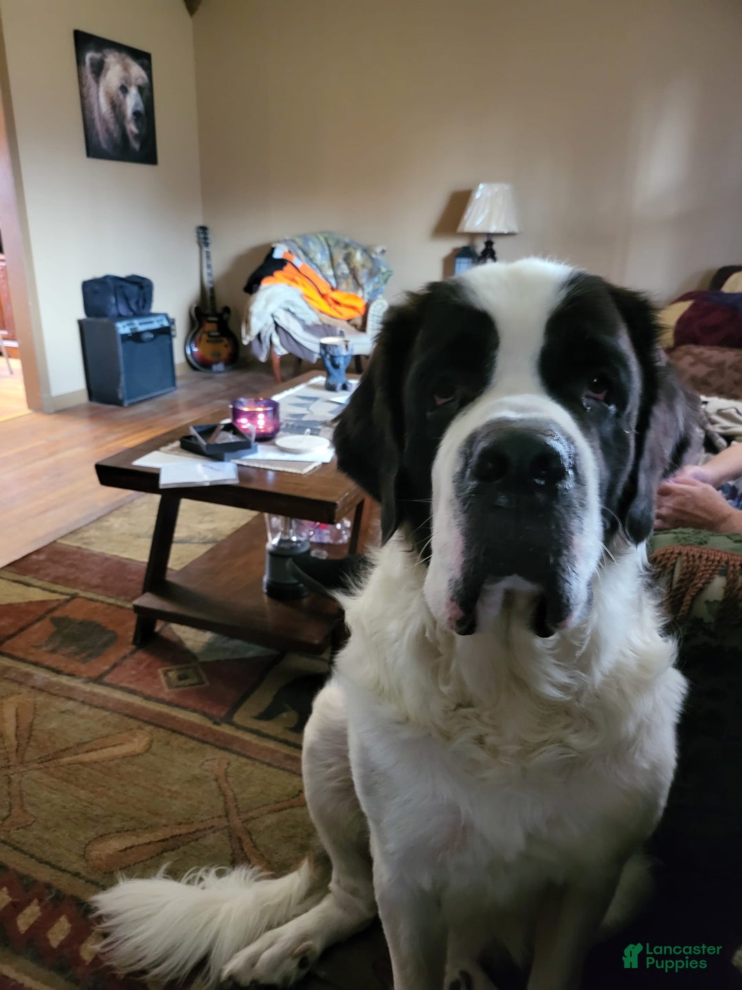 Saint Bernard dogs for sale: Max - Image 9