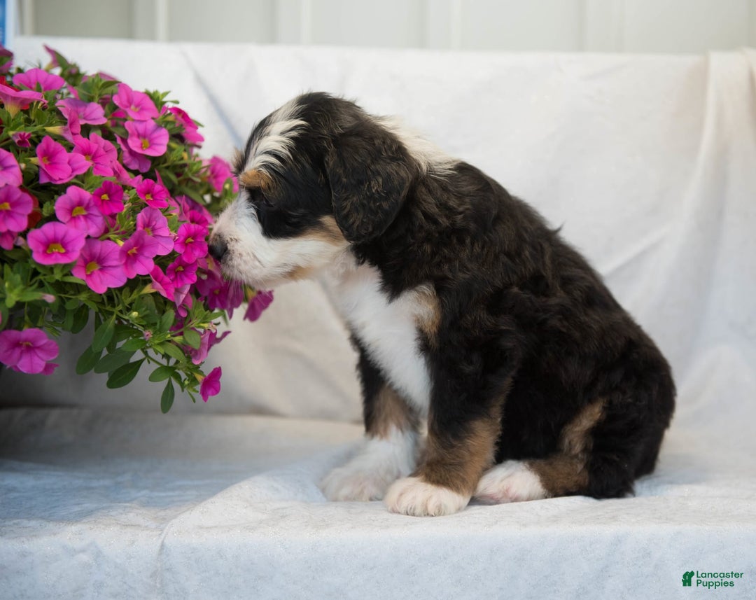 Bernedoodle dogs for sale: Jerry - Image 16