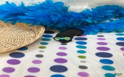 Morkie dogs for sale: Penelope - Image 9