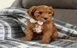 Mini Goldendoodle dogs for sale: Missy - Image 1