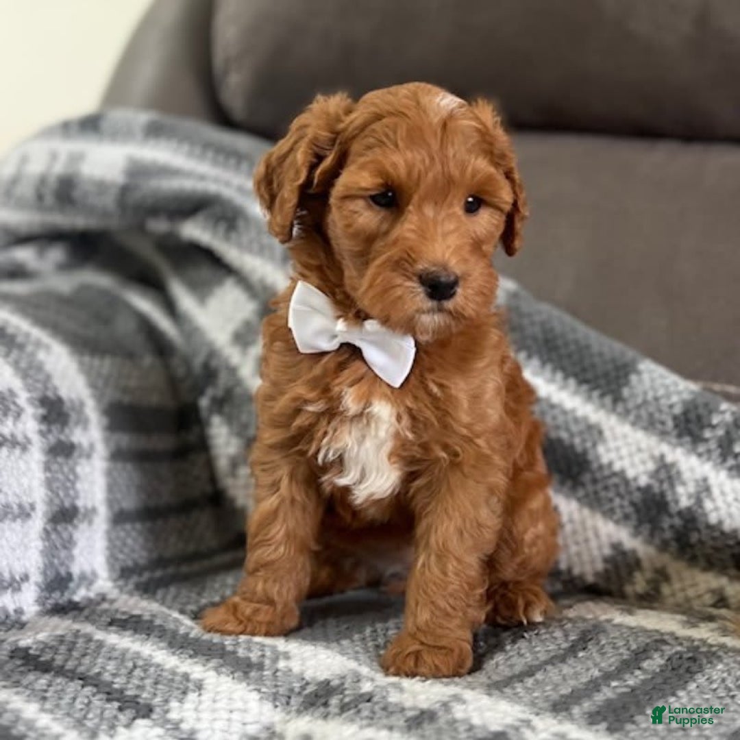 Mini Goldendoodle dogs for sale: Missy - Image 1