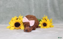 Miniature Poodle dogs for sale: Val - Image 9