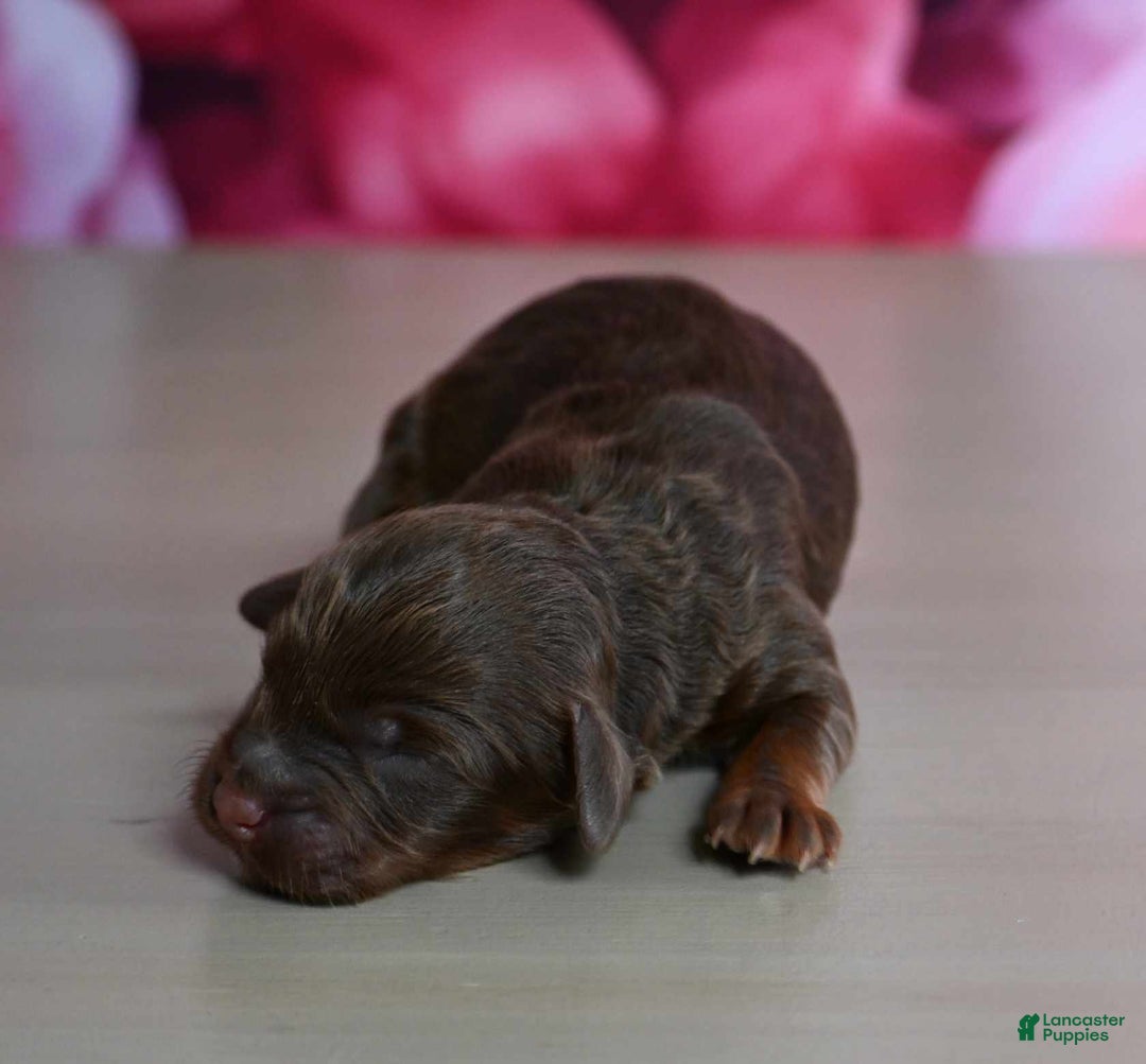 Shihpoo dogs for sale: Chewy - Image 2