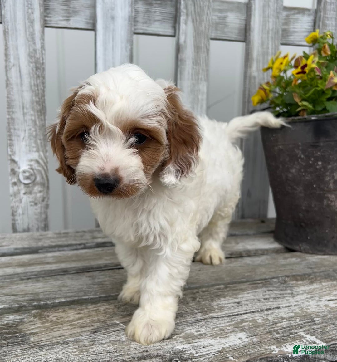 Cavapoo dogs for sale: Patches - Image 8