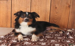 Miniature Australian Shepherd dogs for sale: Carrie - Image 6