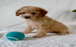 Cockapoo dogs for sale: Butters - Image 1