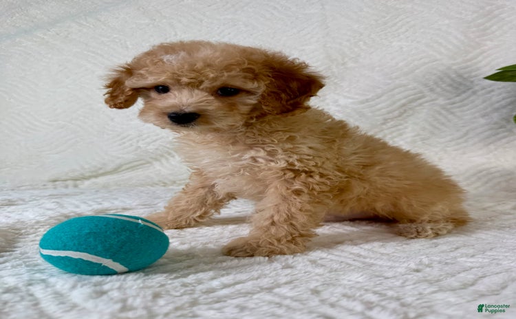 Cockapoo dogs for sale - Ad 4