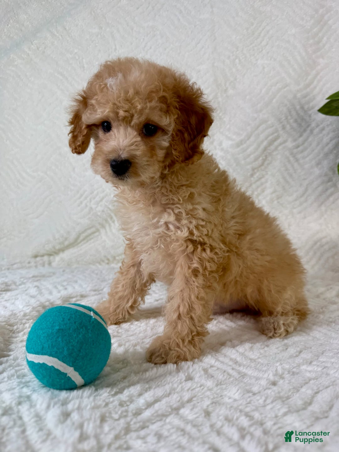 Cockapoo dogs for sale: Butters - Image 1