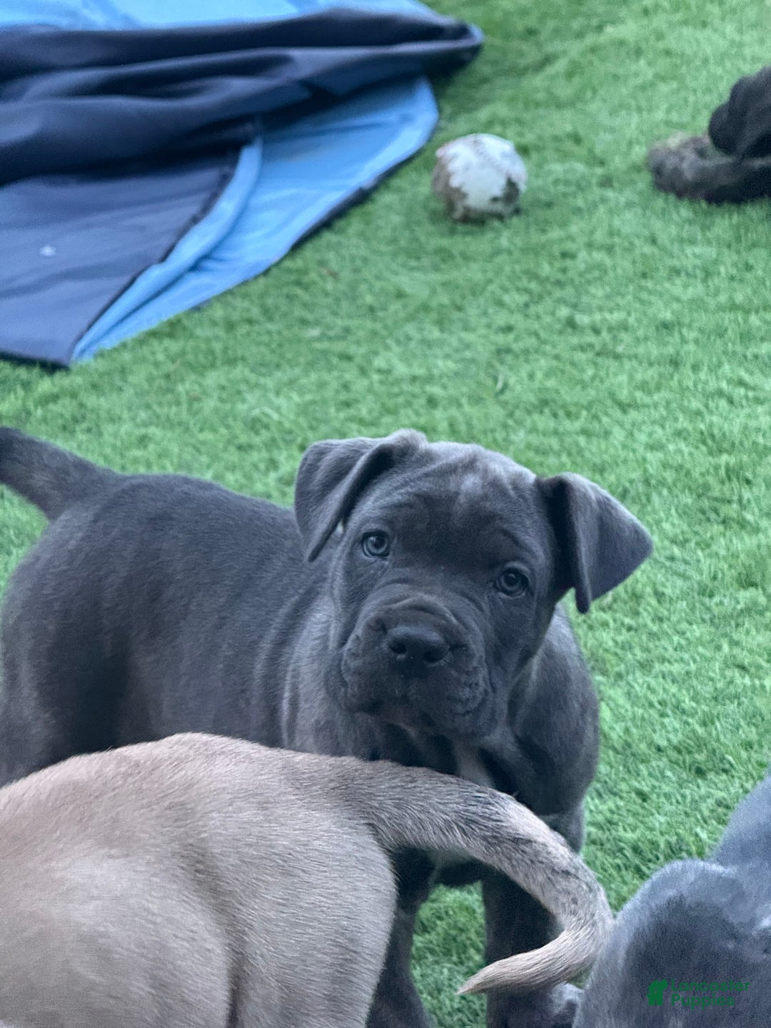 Cane Corso dogs for sale: Brownie - Image 2
