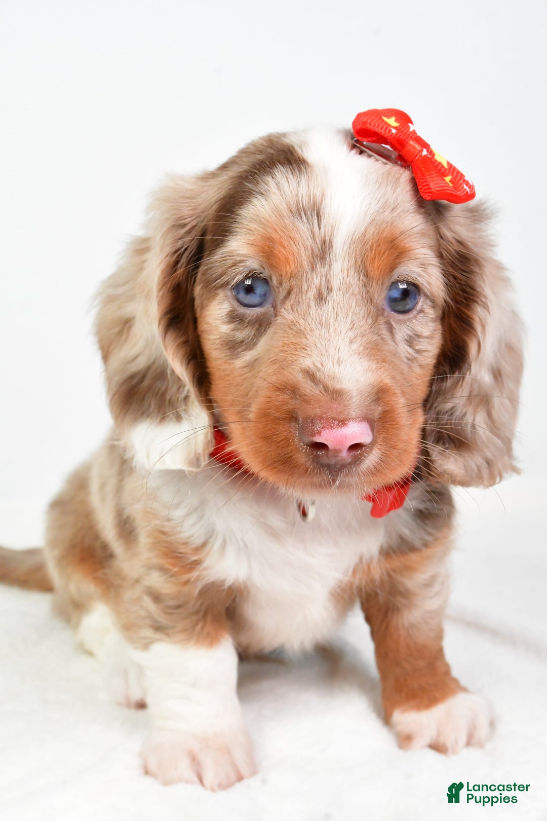 Miniature Dachshund dogs for sale: Miniature Dachshund 3 puppies - Image 7