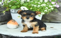 Yorkshire Terrier dogs for sale: Molly - Image 5