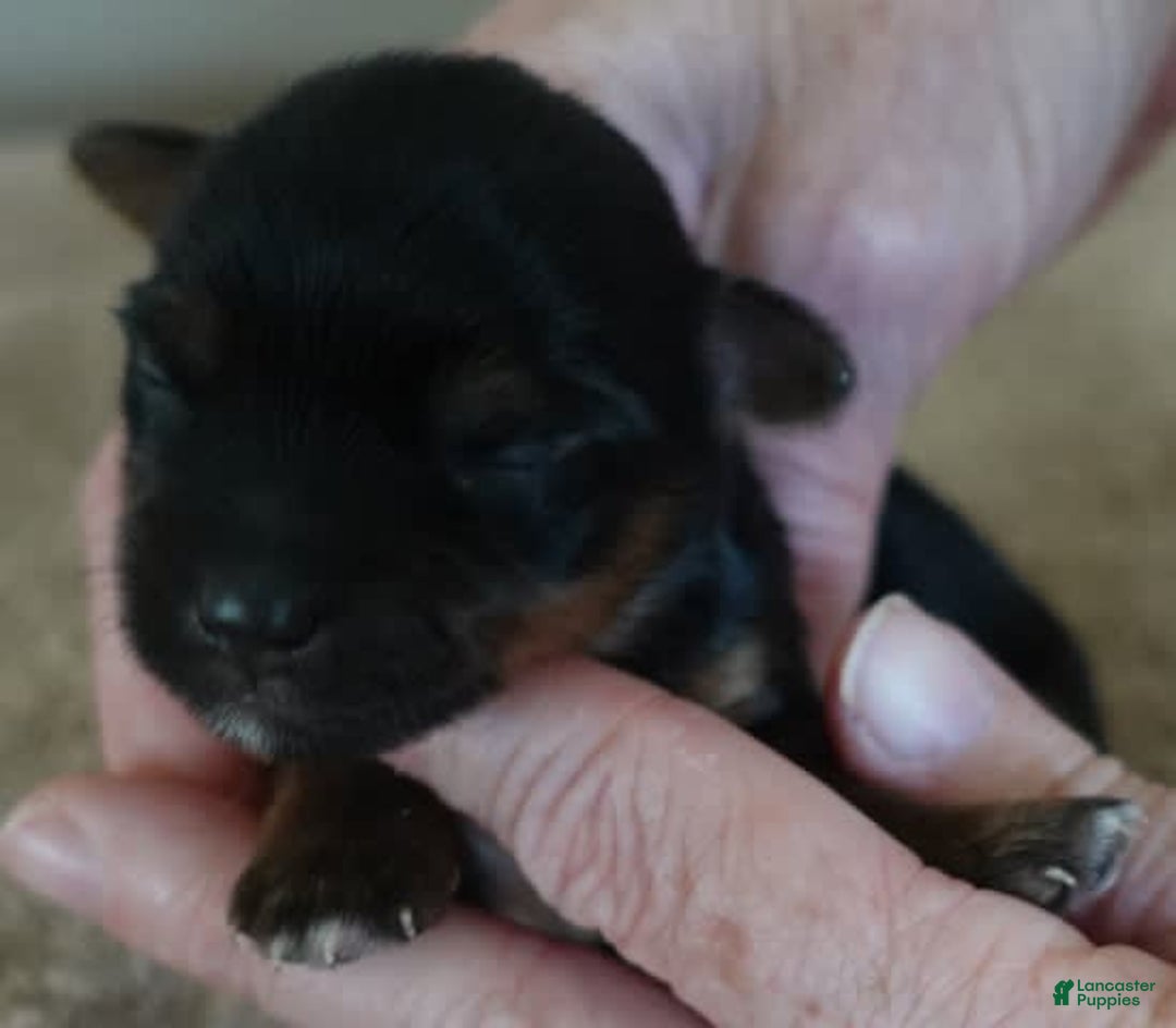 Yorkshire Terrier dogs for sale: Dodge - Image 11