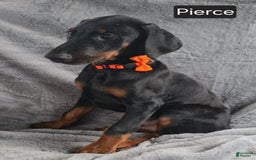 Doberman Pinscher dogs for sale: Pierce - Image 2