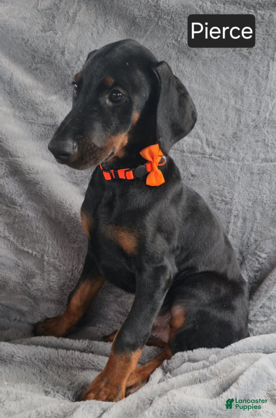 Doberman Pinscher dogs for sale: Pierce - Image 2
