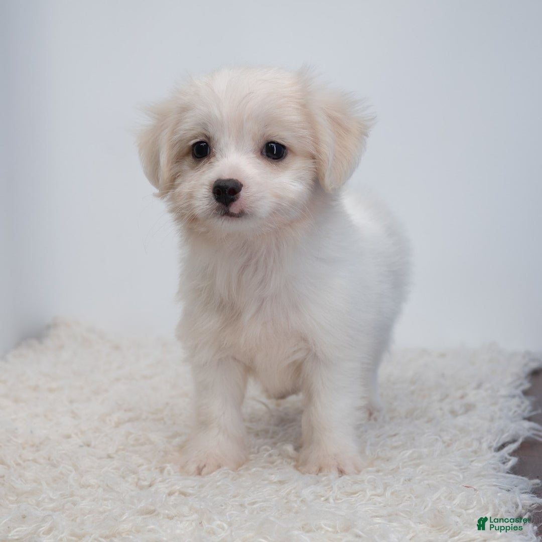 Maltipoo dogs for sale: Timothy - Image 11