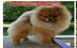 Pomeranian dogs for sale: Aspen - Image 8