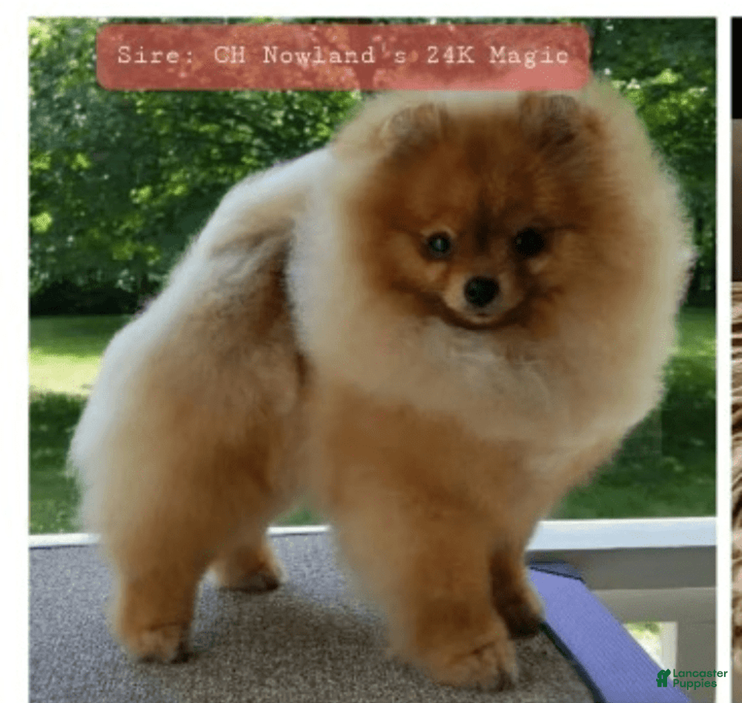 Pomeranian dogs for sale: Aspen - Image 8