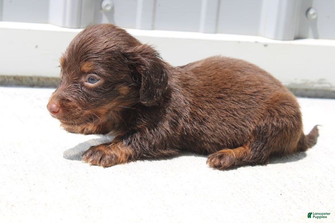 Dachshund dogs for sale: Austin Mini - Image 21