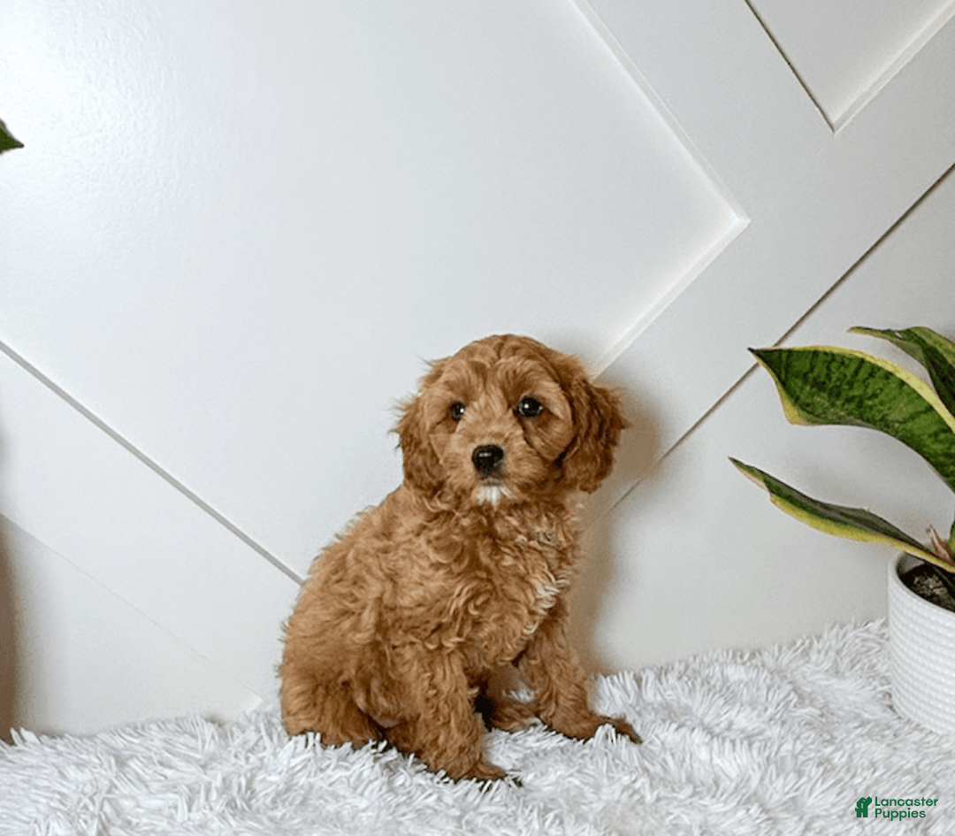 Cavapoo dogs for sale: Zoe - Image 3