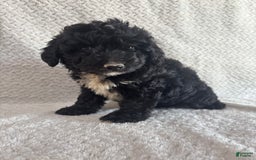 Mini Aussiedoodle dogs for sale: Hadley - Image 7