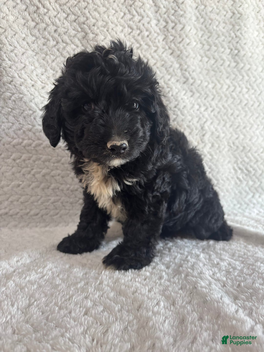 Mini Aussiedoodle dogs for sale: Hadley - Image 7