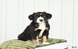 Miniature Australian Shepherd dogs for sale: Bandit - Image 1