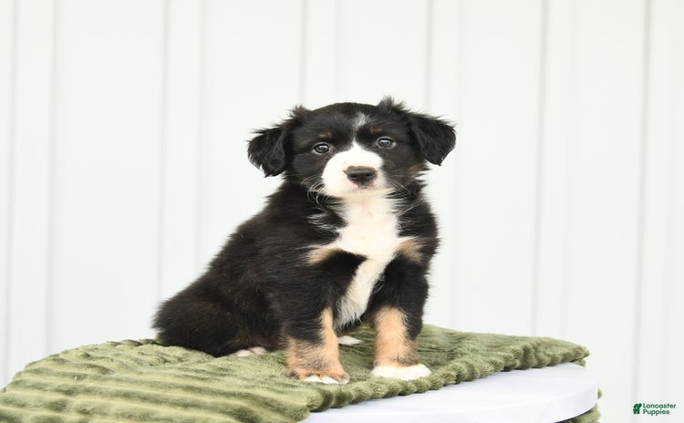 Miniature Australian Shepherd dogs for sale - Ad 3