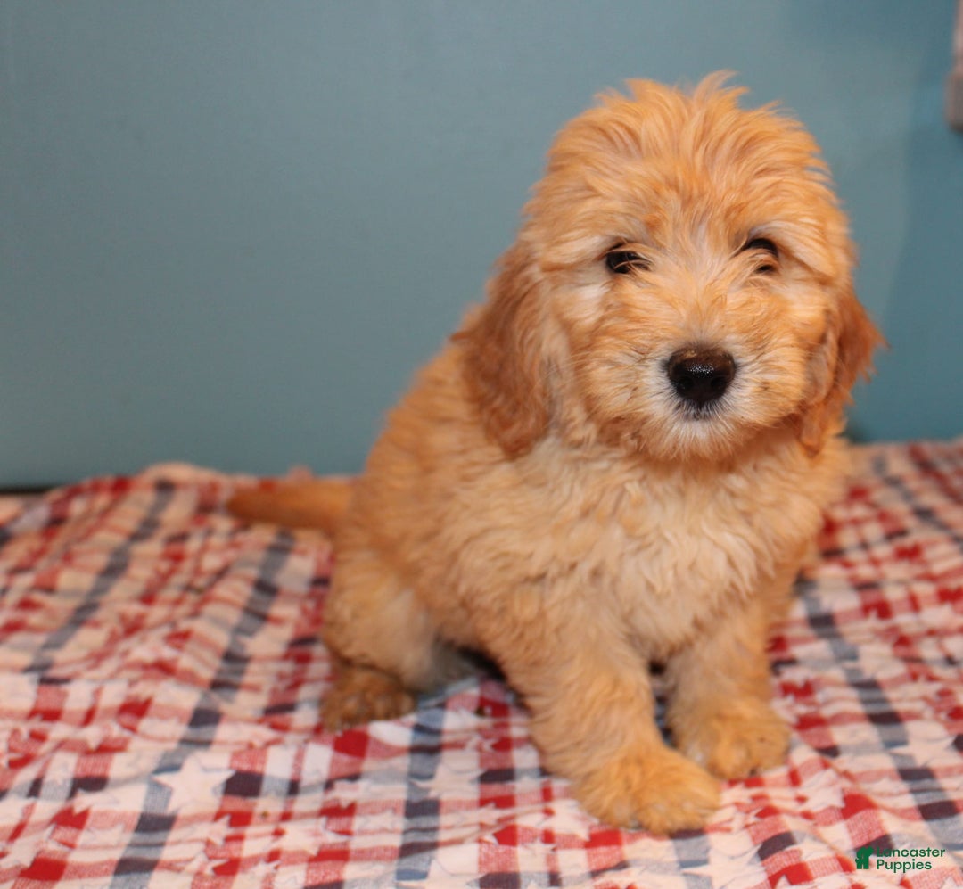 Mini Goldendoodle dogs for sale: May Mini - Image 11