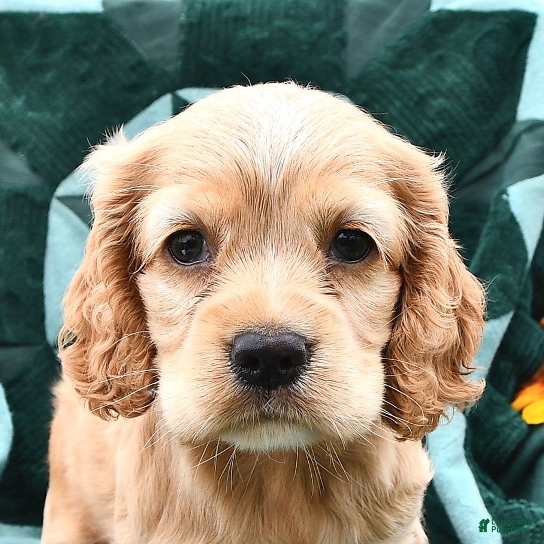 Cocker Spaniel dogs for sale: Krystella - Image 5