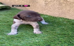 German Shorthaired Pointer dogs for sale: Girl 4 - Image 1
