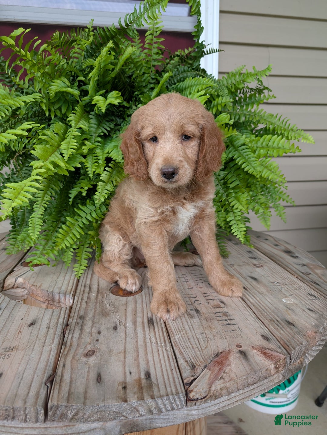 Goldendoodle dogs for sale: Lolly - Image 41