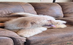 Goldendoodle dogs for sale: Gorgeous Creme Doodle - Image 8