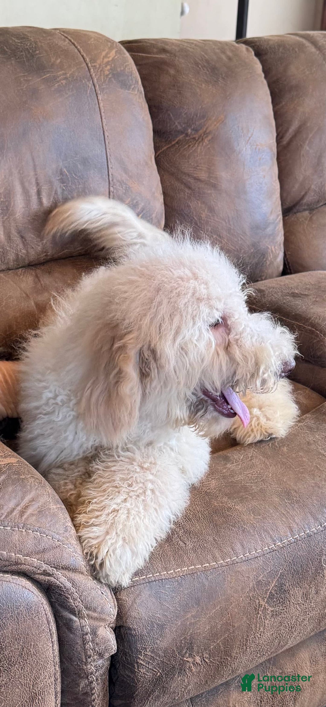 Goldendoodle dogs for sale: Gorgeous Creme Doodle - Image 8