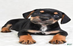 Beabull dogs for sale: Charlie - Image 5