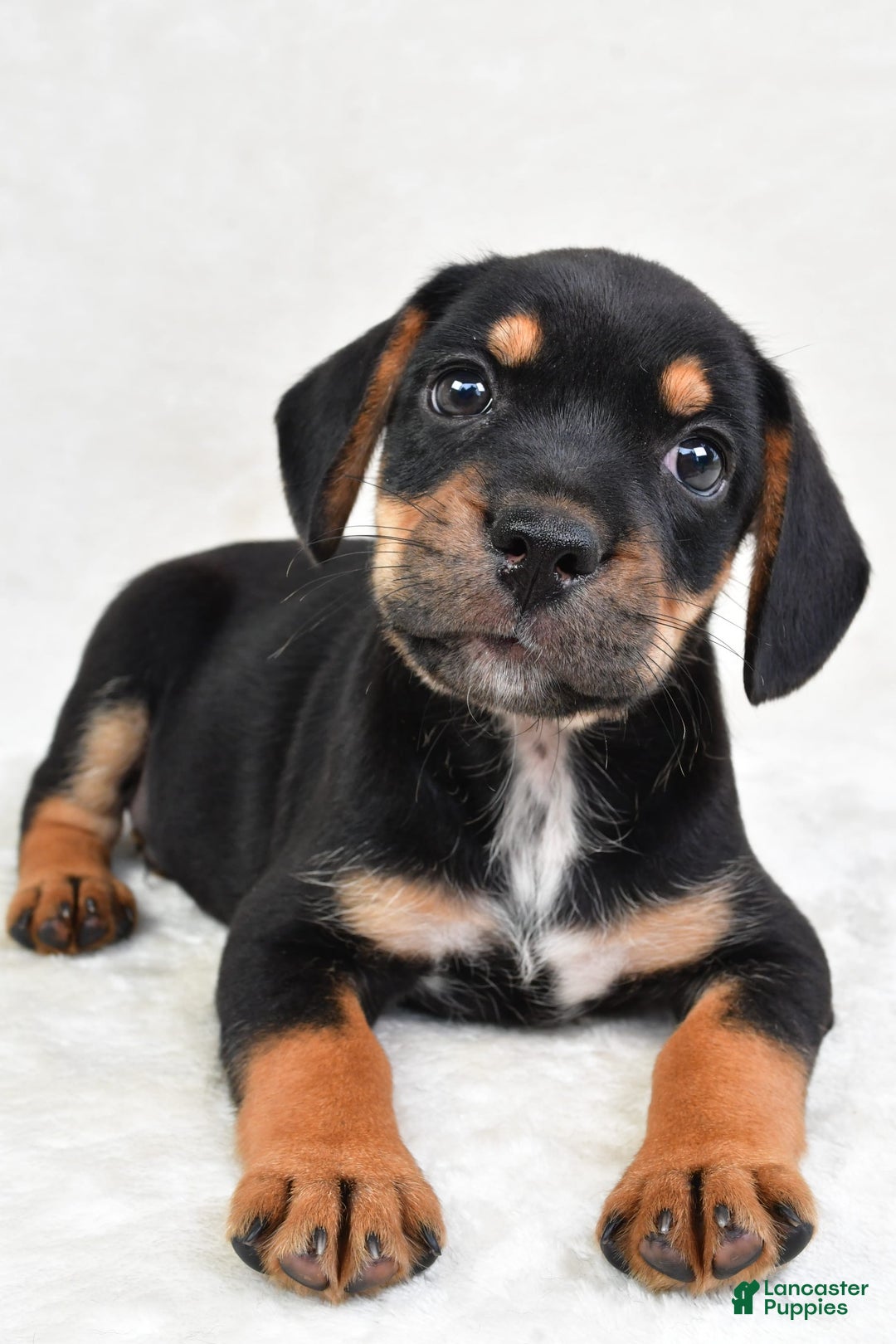 Beabull dogs for sale: Charlie - Image 5