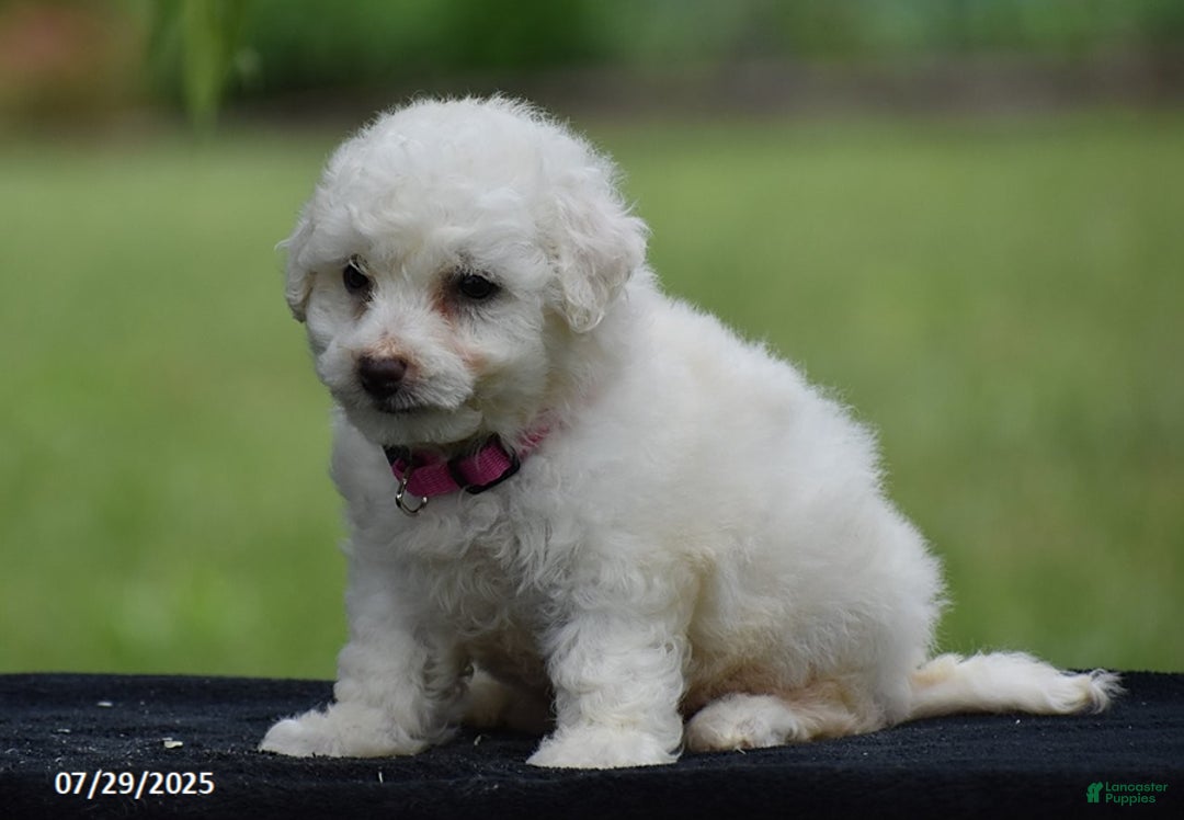 Bichon Frise dogs for sale: Trixie - Image 5