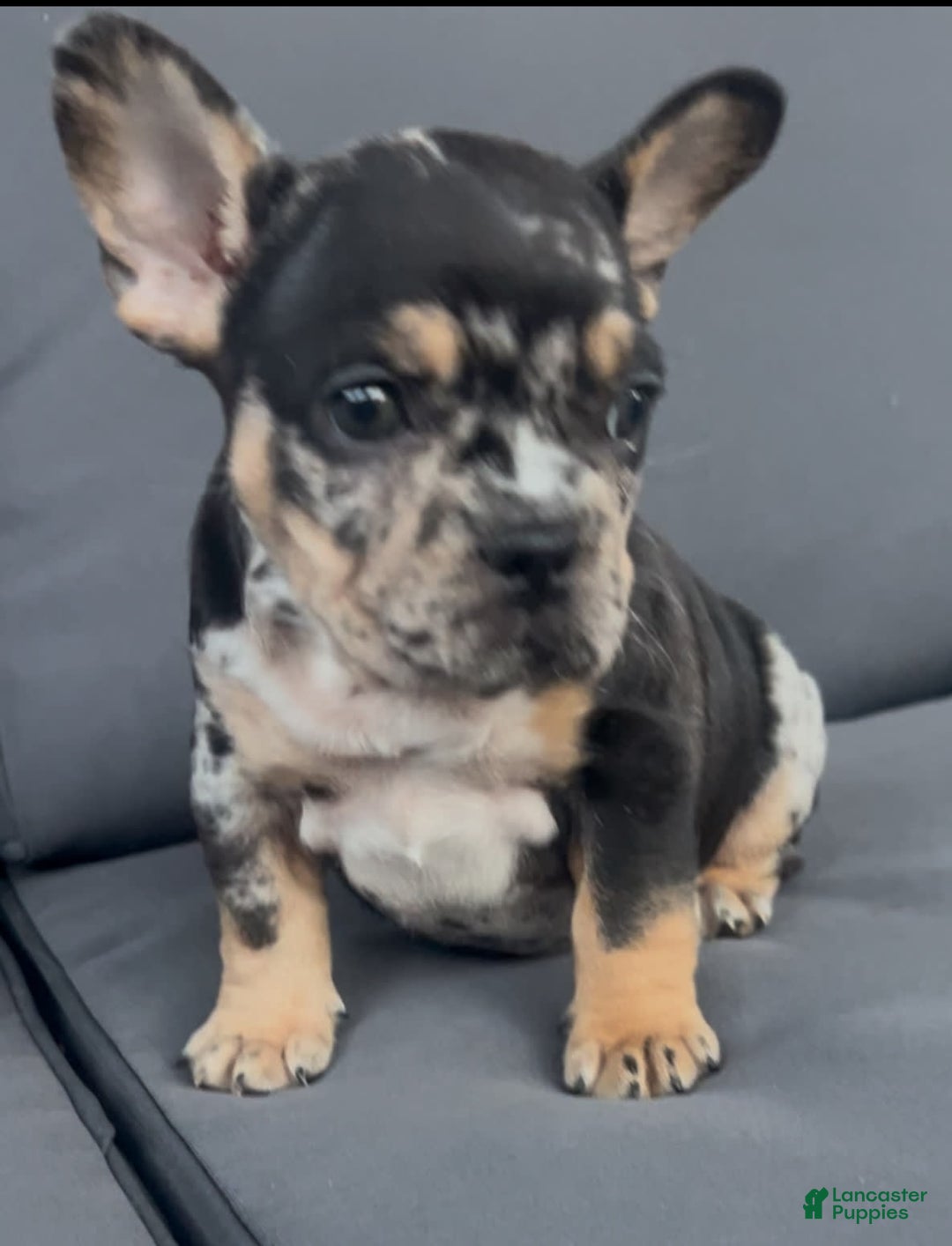 French Bulldog dogs for sale: Peaches - Image 1