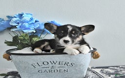 Welsh Corgi Pembroke dogs for sale: Stella - Image 2