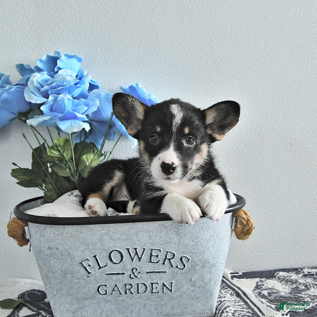 Welsh Corgi Pembroke dogs for sale: Stella - Image 2