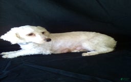 Bichpoo dogs for sale: Grace - Image 6