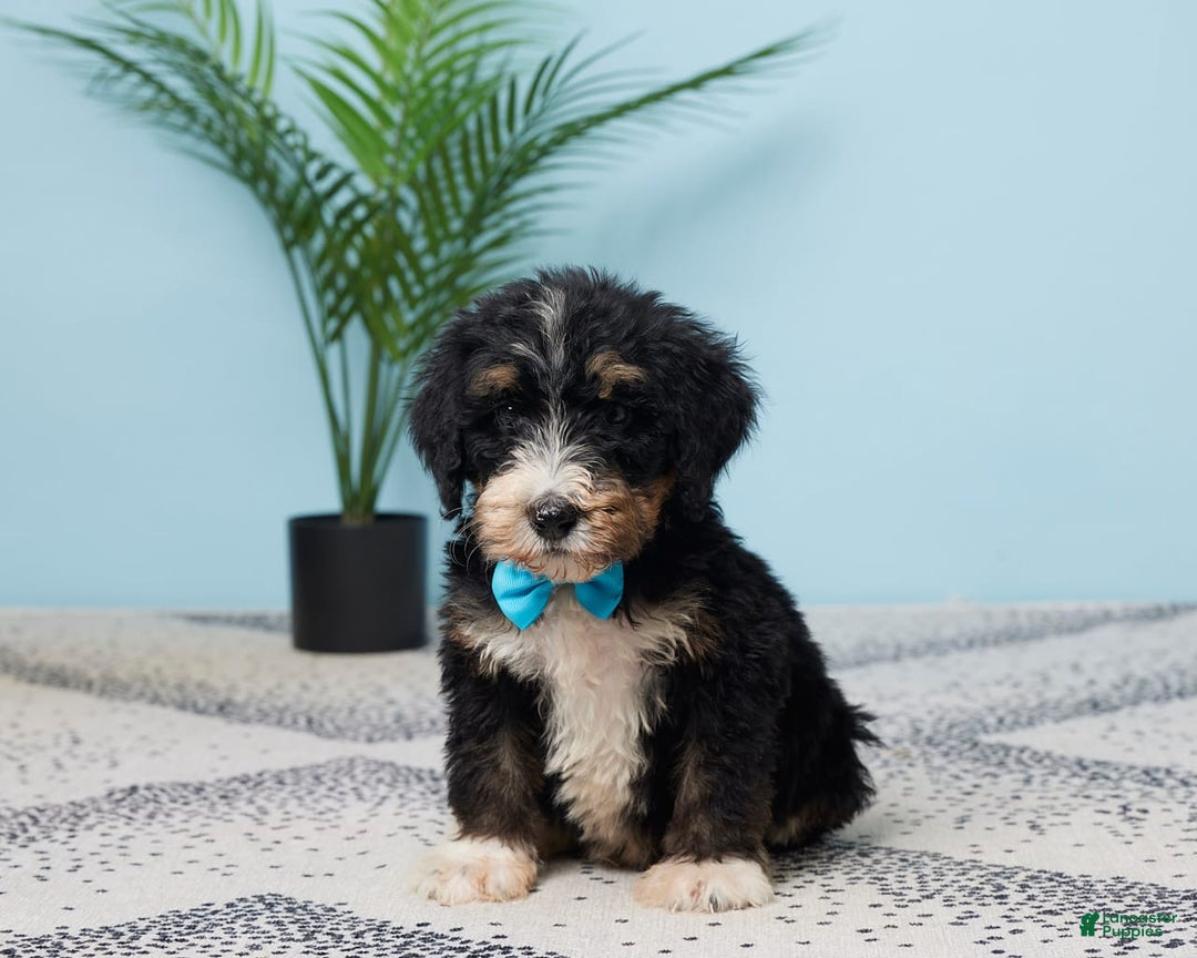 Bernedoodle dogs for sale: Conner - Image 1