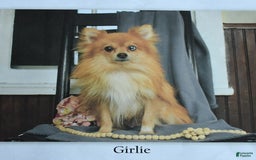 Pomeranian dogs for sale: Ivy - Image 6