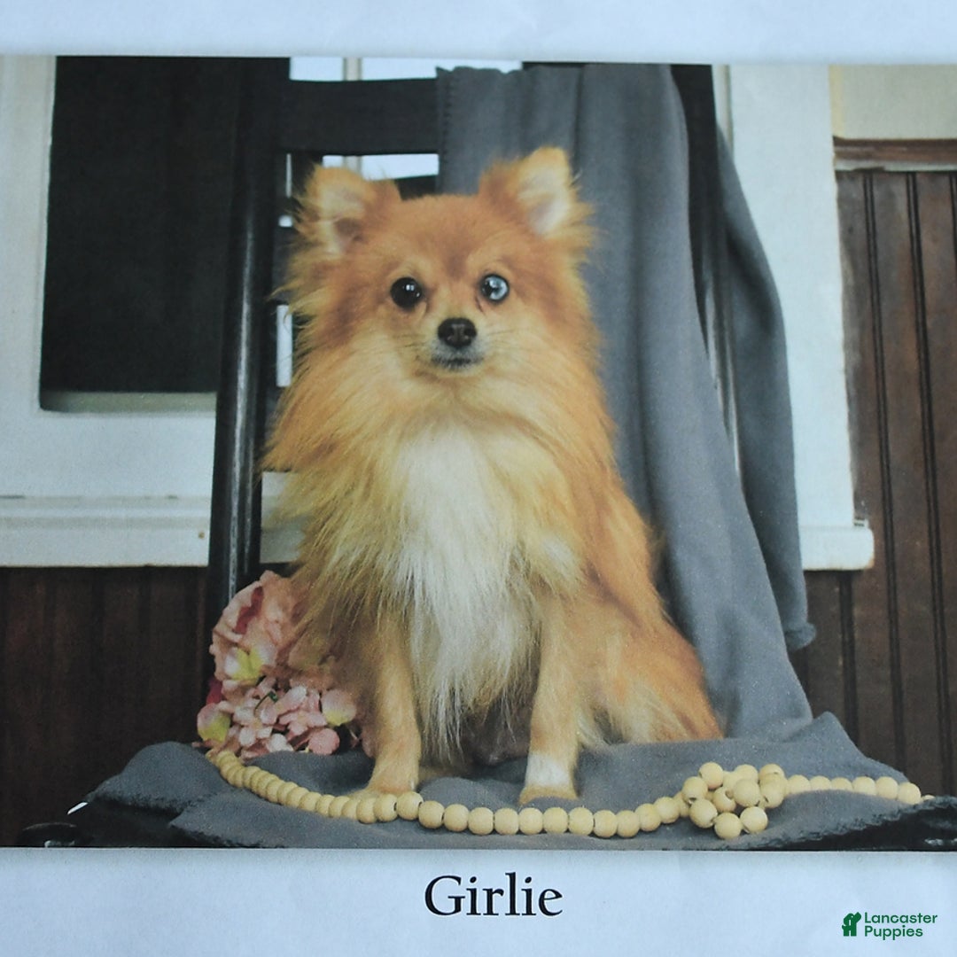 Pomeranian dogs for sale: Ivy - Image 6